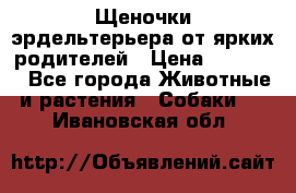 Щеночки эрдельтерьера от ярких родителей › Цена ­ 25 000 - Все города Животные и растения » Собаки   . Ивановская обл.